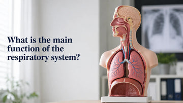 What is the main function of the respiratory system
